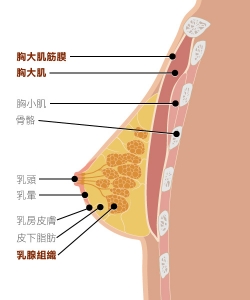 乳腺, 筋膜與胸大肌相關位置圖