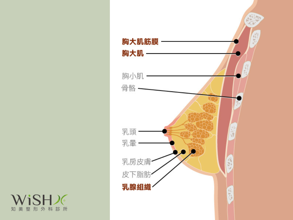 女性乳房構造